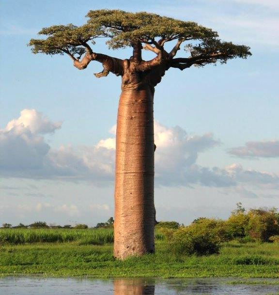 baobab-tree-kremetartboom-adansonia-digitata
